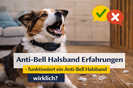 Anti Bell Halsband Test – funktioniert ein Vibrationshalsband wirklich?