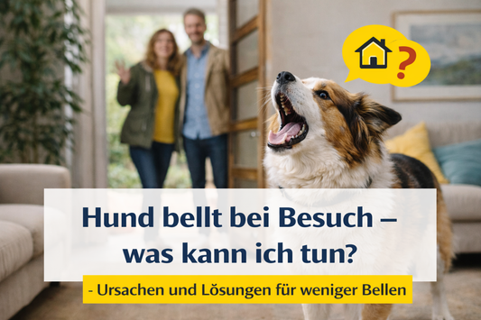 Hund bellt bei Besuch – Ursachen und was wirklich hilft