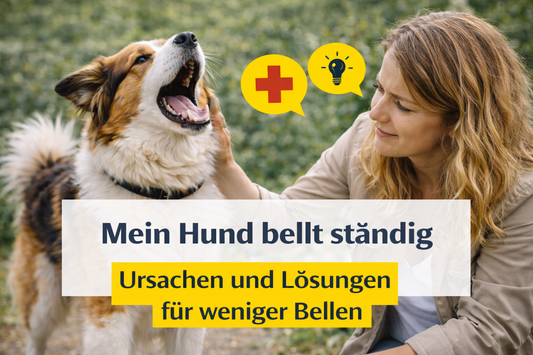 Hund bellt ständig – Ursachen und Lösungen für weniger Bellen