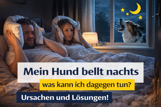 Hund bellt nachts – Ursachen und was wirklich hilft