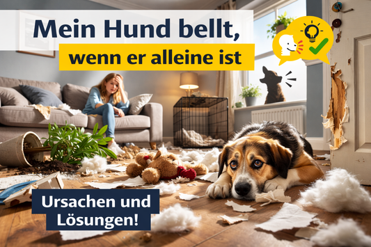 Hund bellt wenn er alleine ist – Ursachen und Lösungen