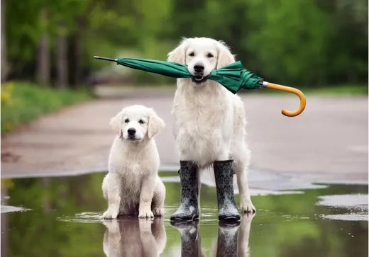 Hunde und Wetter - Der Wetterblog 2025 ☀️🌧🌦❄️⛈☀️ - ANN.NUK