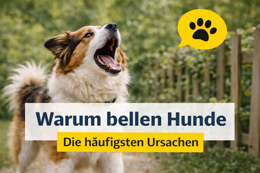 Warum bellen Hunde? Die häufigsten Ursachen erklärt