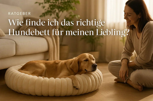 So findest du das perfekte Hundebett – Gesundheit, Komfort & Design im Fokus