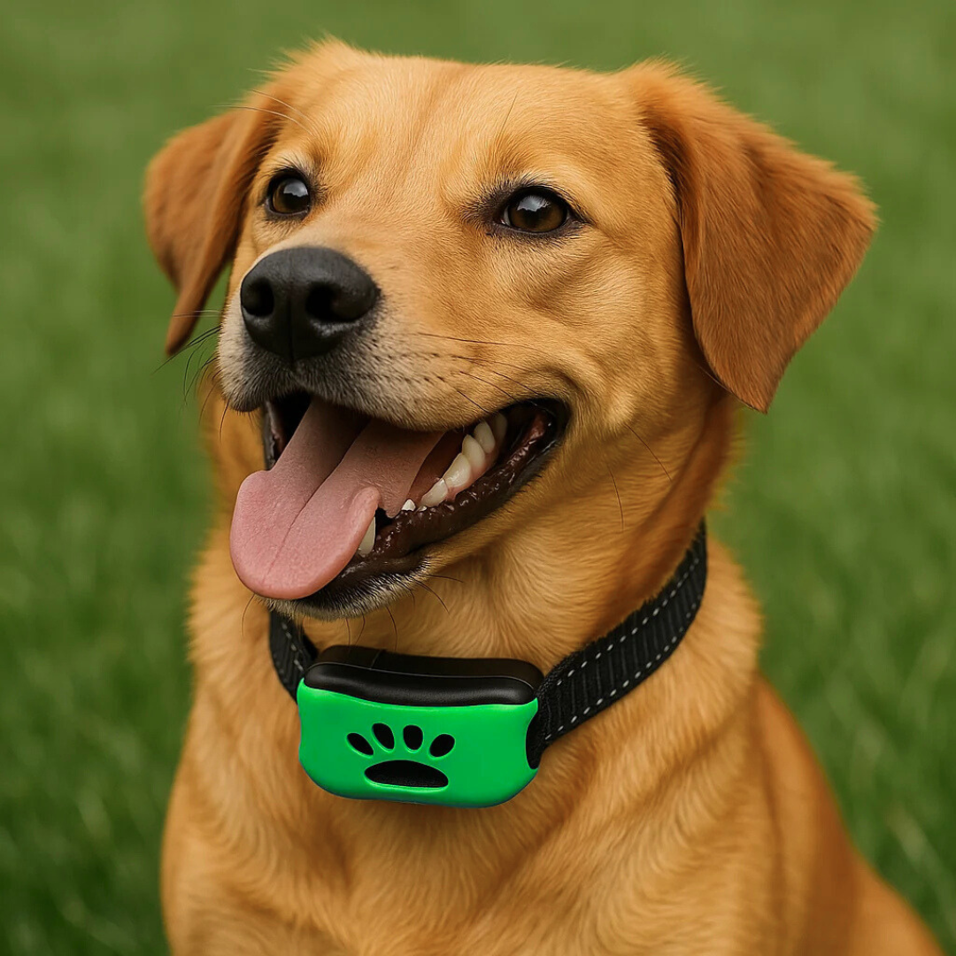 2x Anti-Bell Halsband Ton & Vibration, Wasserfest, 7 Stufen, Fr Hunde XS-XL 2x Anti-Bell Halsband Ton & Vibration, Wasserfest, 7 Stufen, Fr Hunde XS-XL