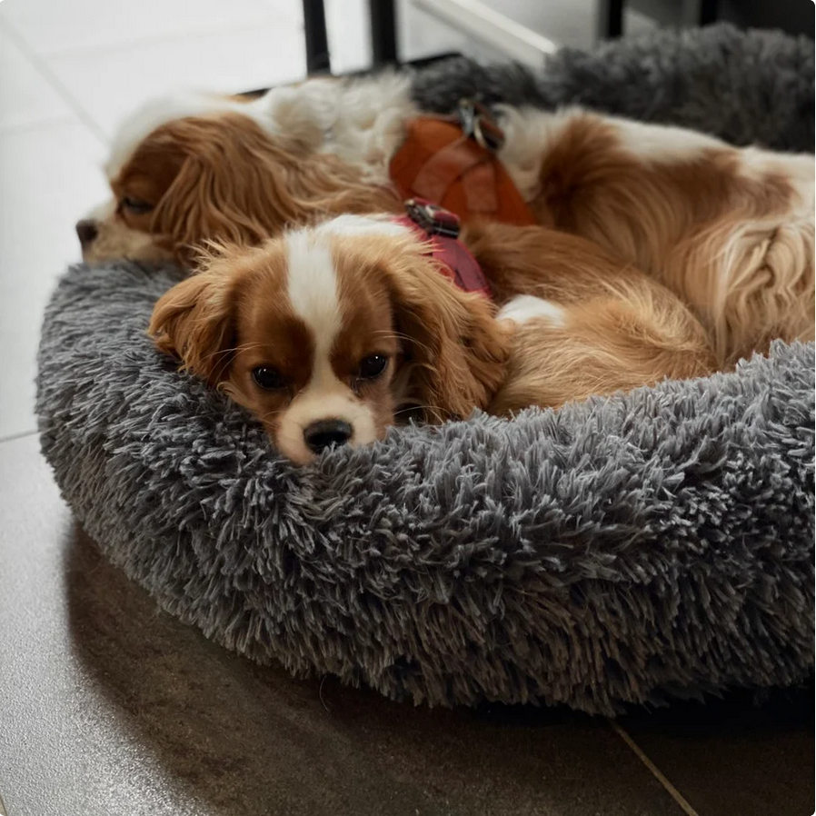 ANN.NUK - "Der Kuscheldonut" orthopädisches Hundebett aus Österreich - ANN.NUK